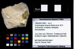 Foto (Objekt + Etikett) von Ambulocapsa novacula (Robins et al., 2013)  (NHMW-GEO-1990-0041-2483)